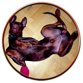 Heke im Büro - von mir nur der Espandrillo sichtbar